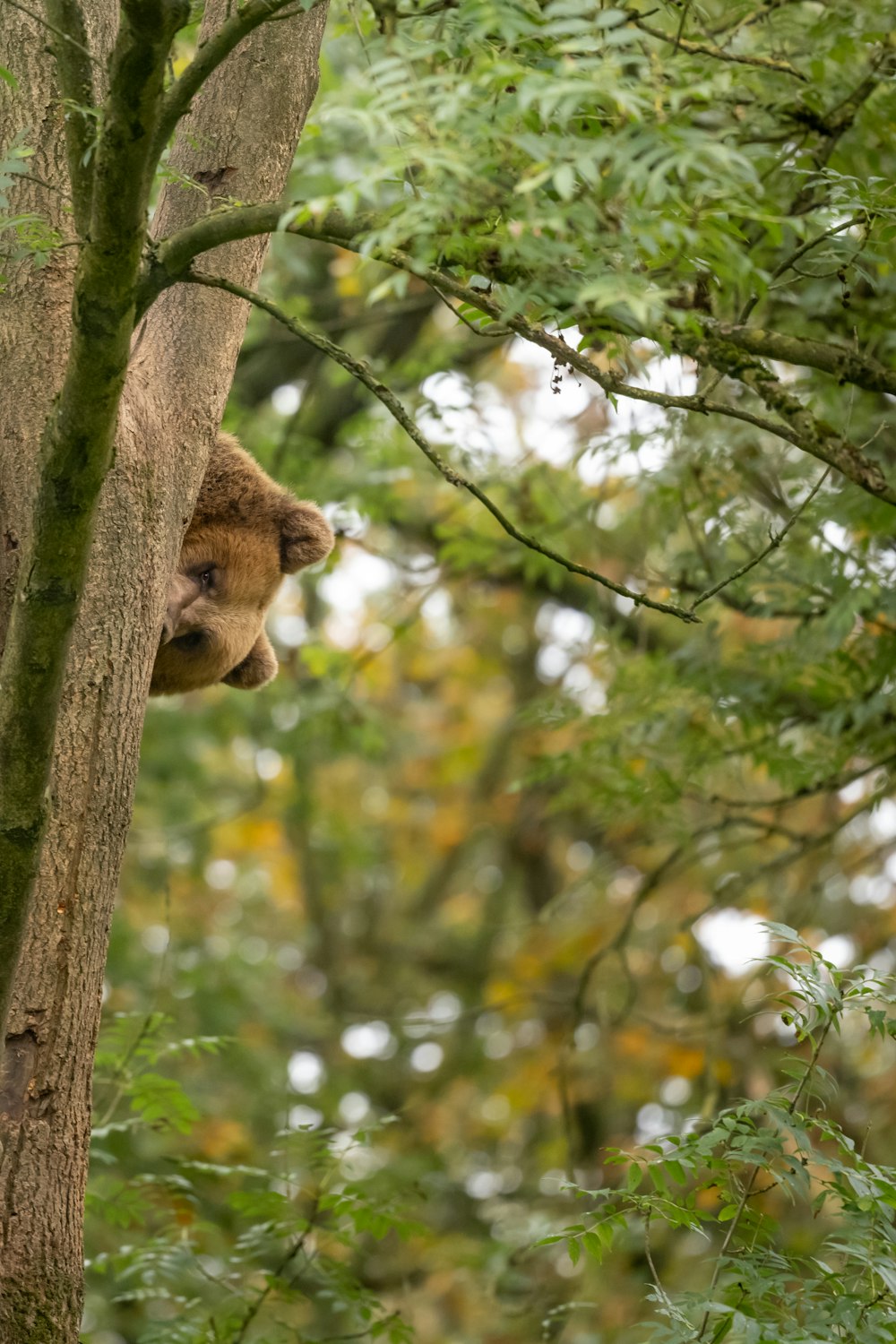 a brown bear climbing up the side of a tree