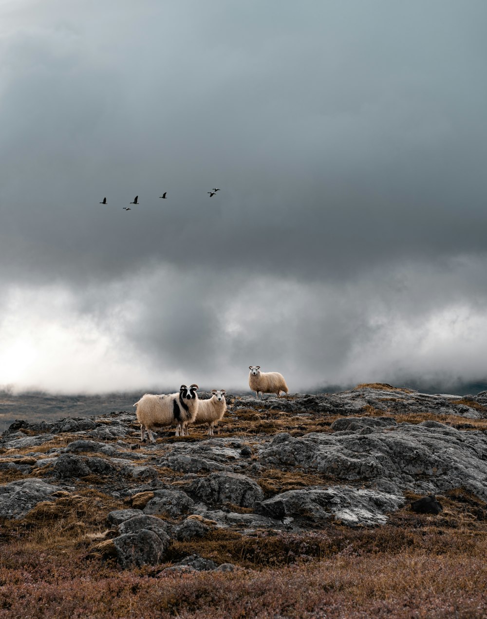 a group of sheep standing on top of a rocky hillside