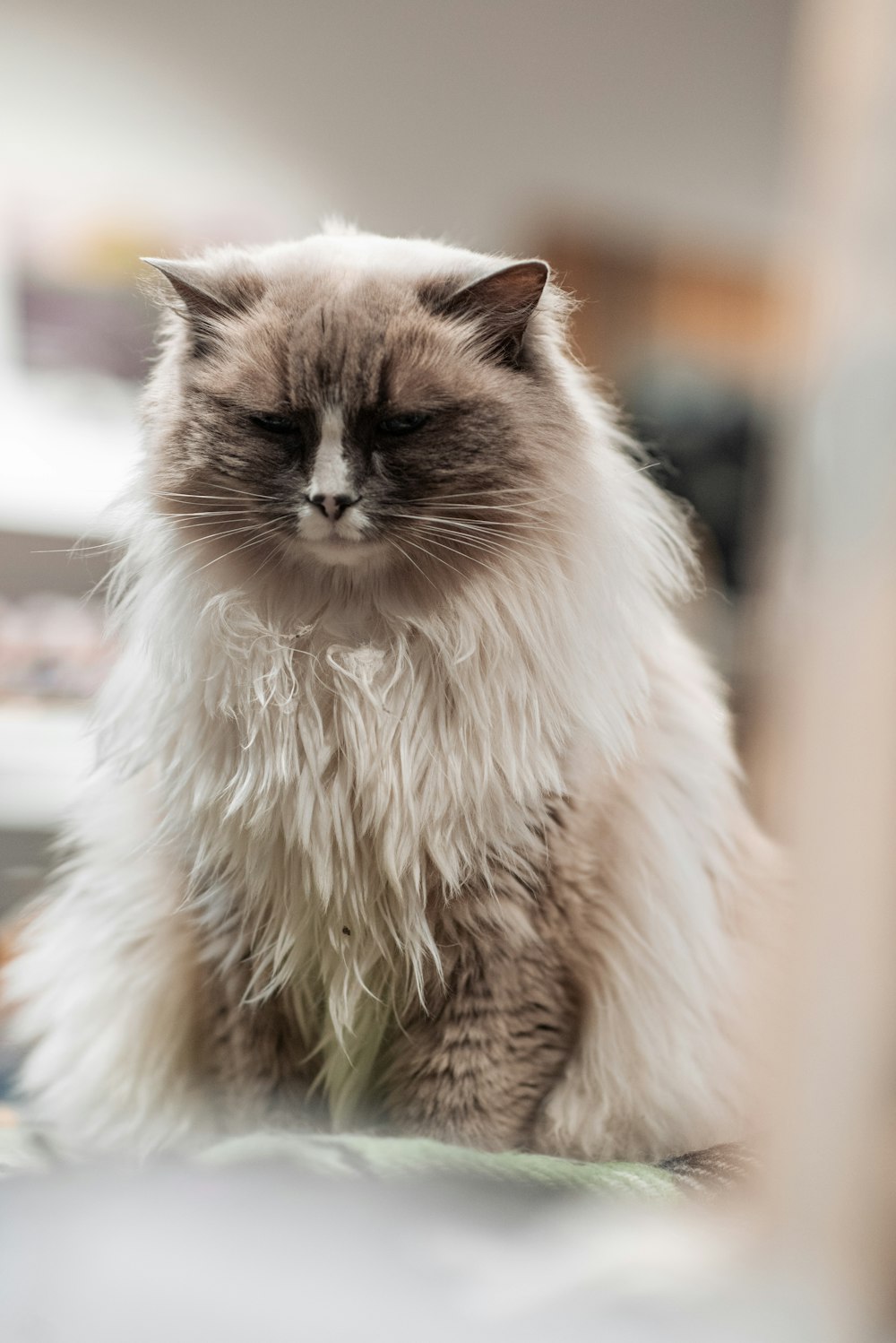 a fluffy cat sitting on top of a table