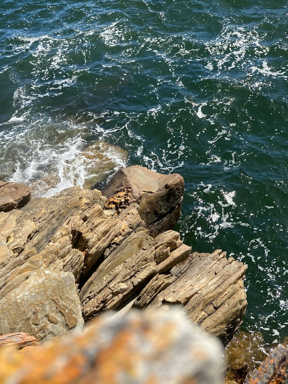 a bird sitting on a rock near the ocean