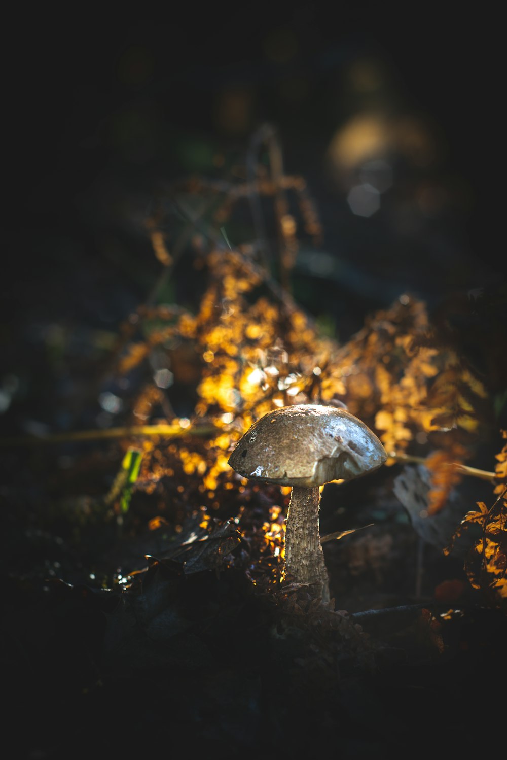 um pequeno cogumelo sentado no chão no escuro