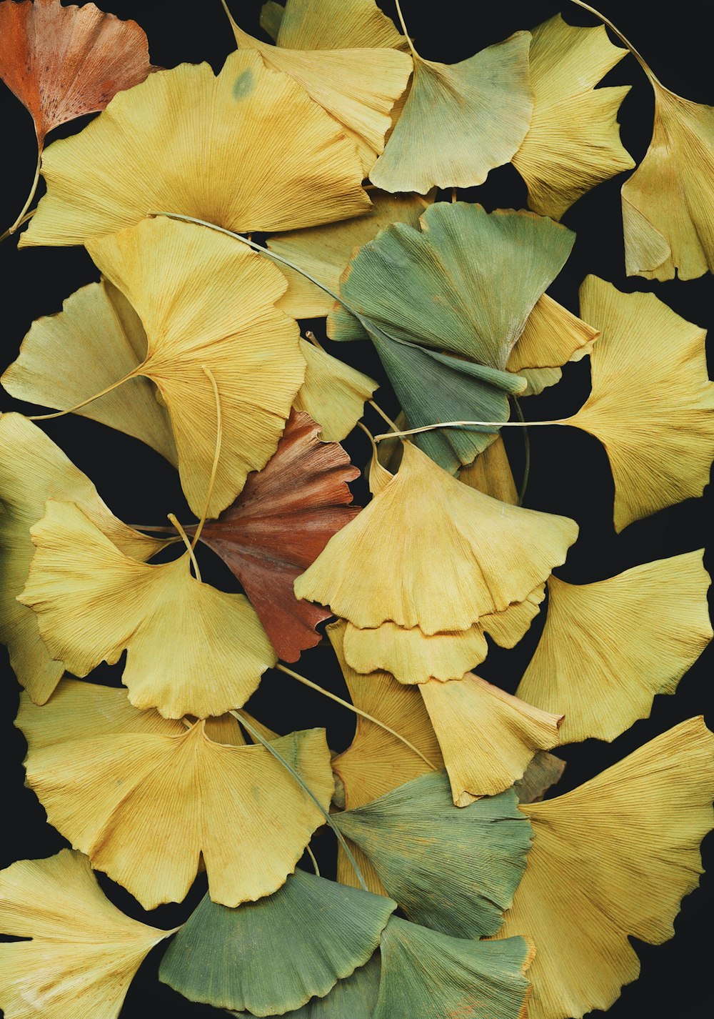 a bunch of leaves that are yellow and green