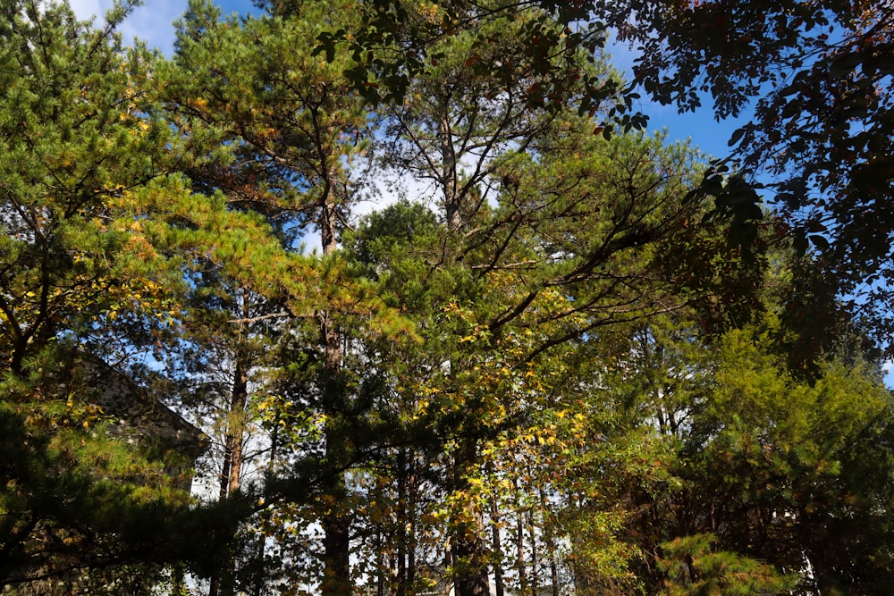 a forest filled with lots of tall trees