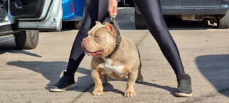A muscular bulldog stands confidently on the ground while being held on a leash by a person. The setting appears to be an urban location with parked cars in the background. The bulldog's coat is a mix of light brown and white, and it appears to be calm and composed.