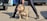 A muscular bulldog stands confidently on the ground while being held on a leash by a person. The setting appears to be an urban location with parked cars in the background. The bulldog's coat is a mix of light brown and white, and it appears to be calm and composed.