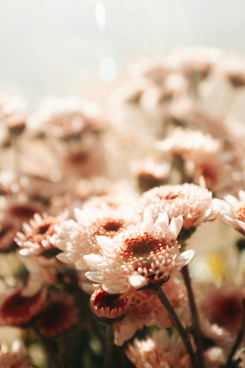 a bunch of flowers that are in a vase