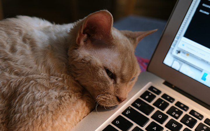 Curly-coated Devon Rex resting beside a laptop