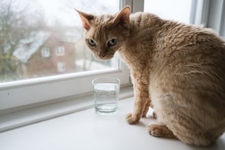 a cat sitting on a window sill next to a glass of water