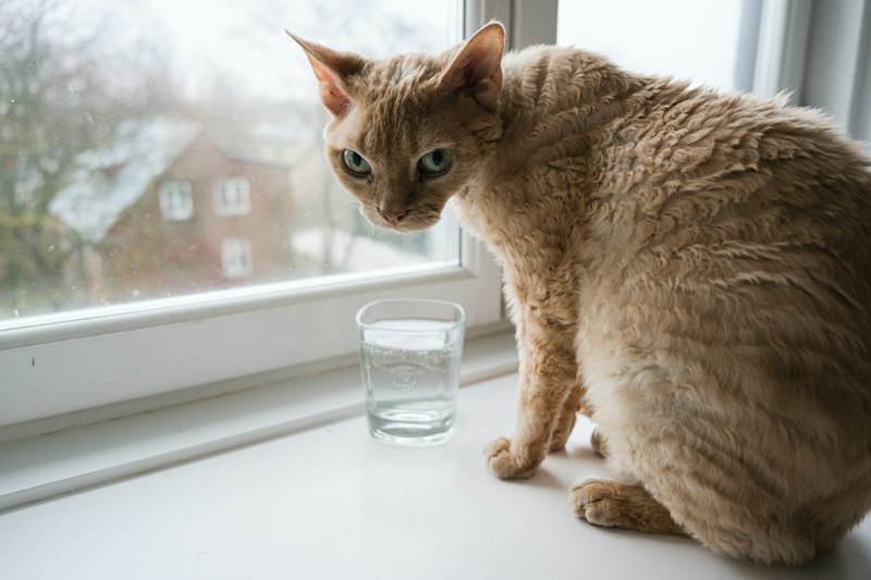 Devon Rex photo 3