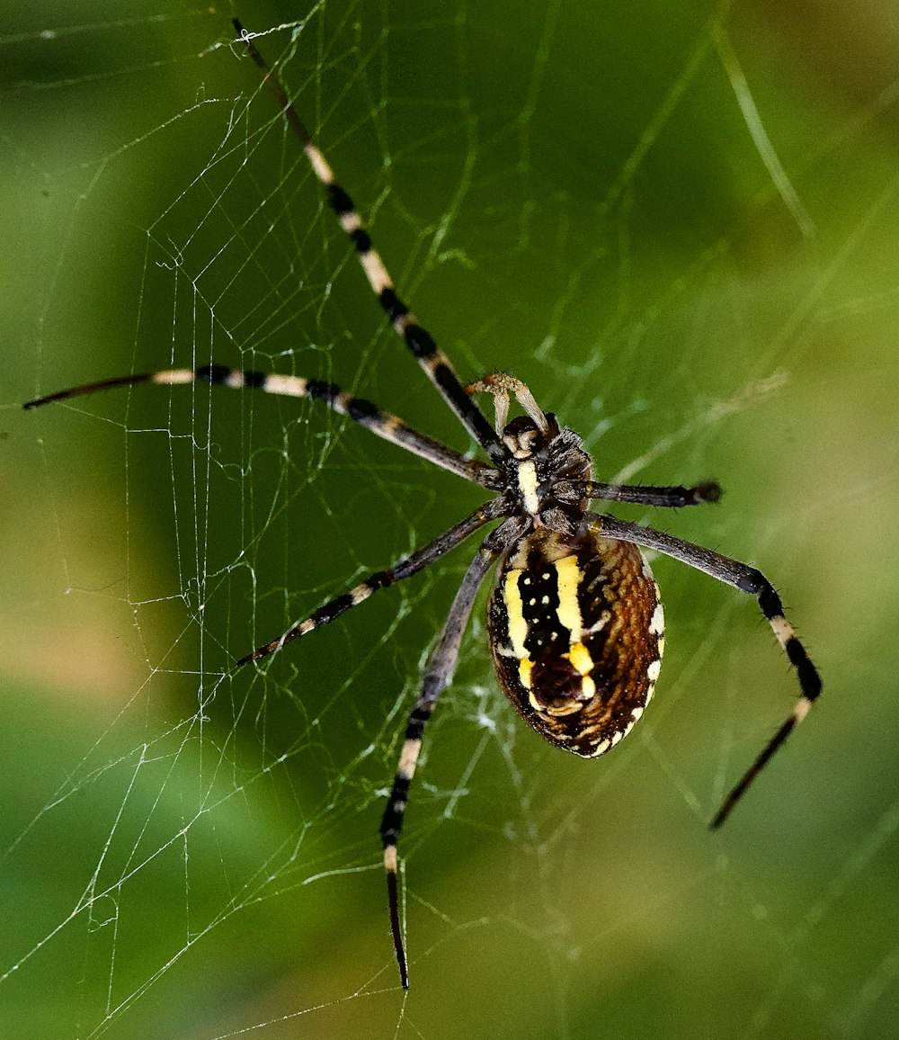 a close up of a spider on a web