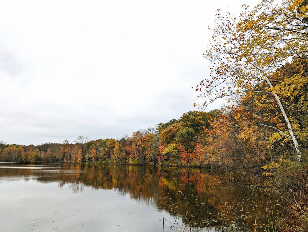 a body of water surrounded by lots of trees