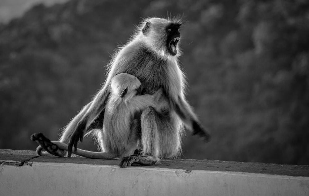 a monkey sitting on top of a cement wall