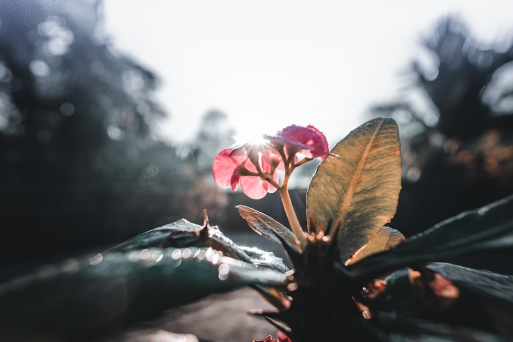 a small pink flower with green leaves in the foreground