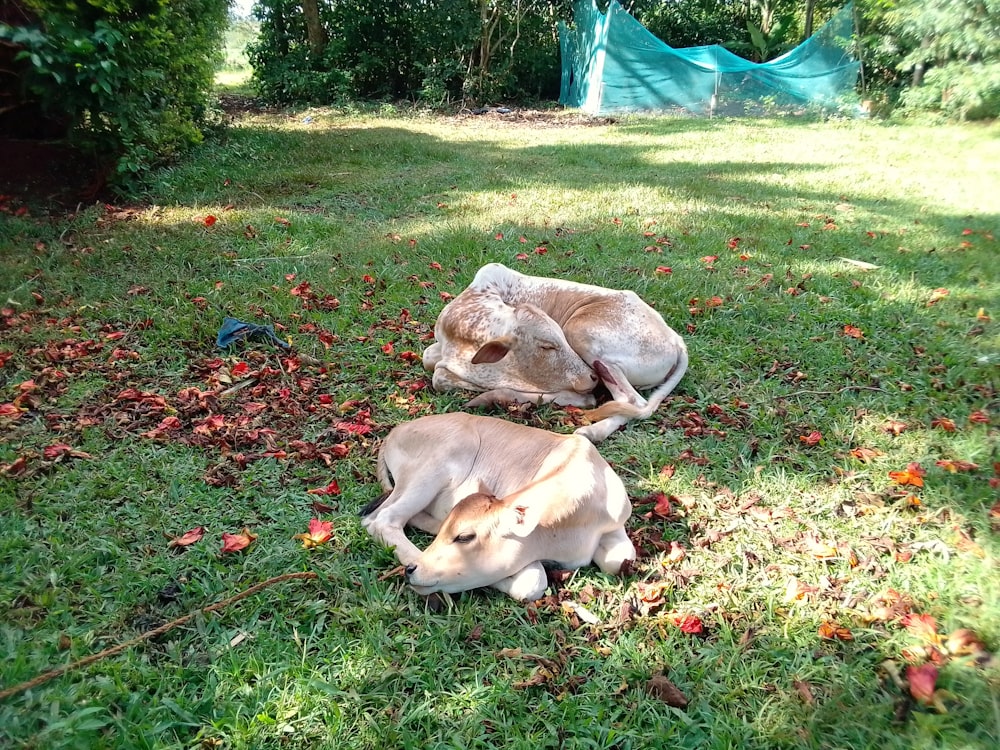 a couple of animals laying on top of a lush green field