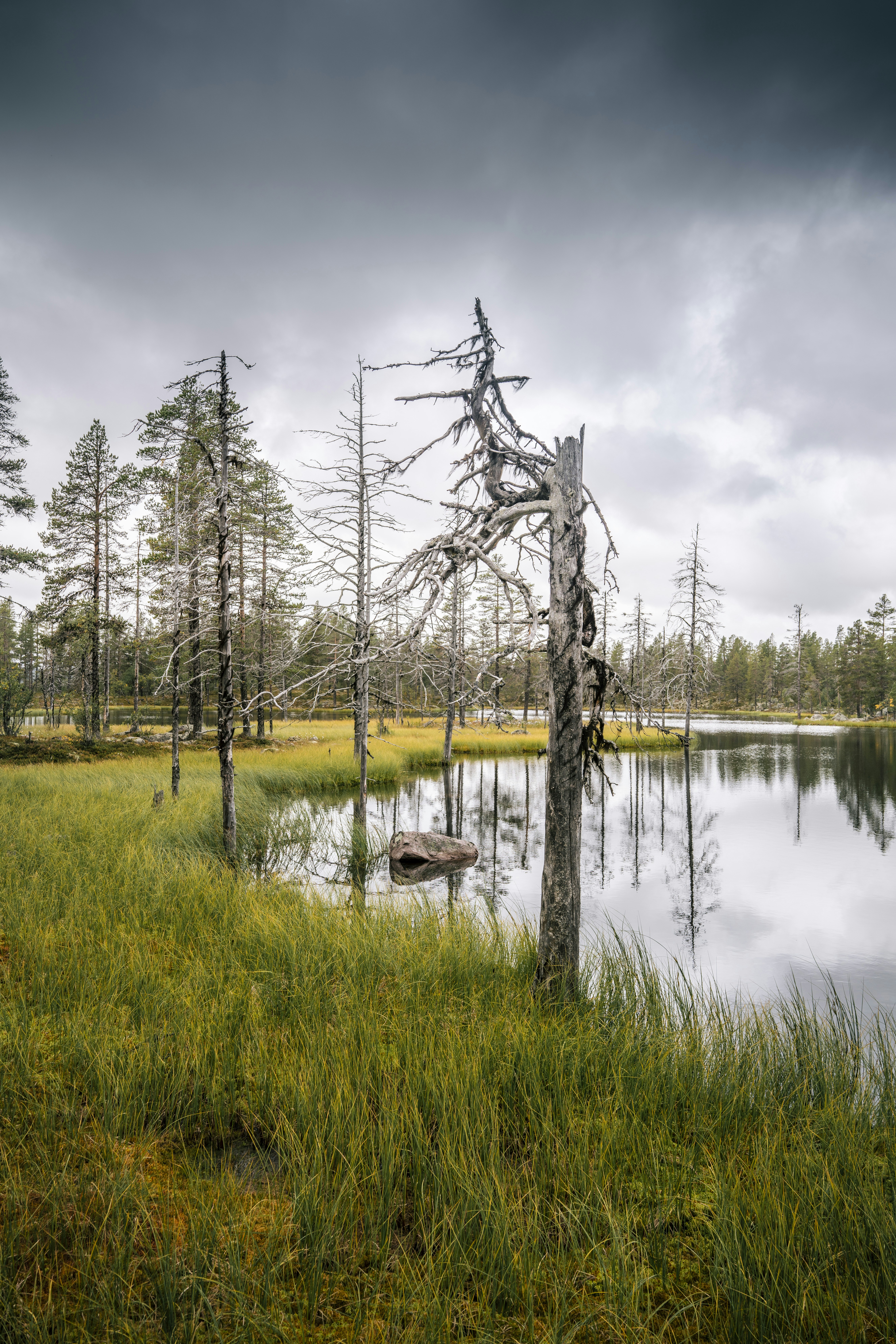 Un lago circondato da erba alta e alberi