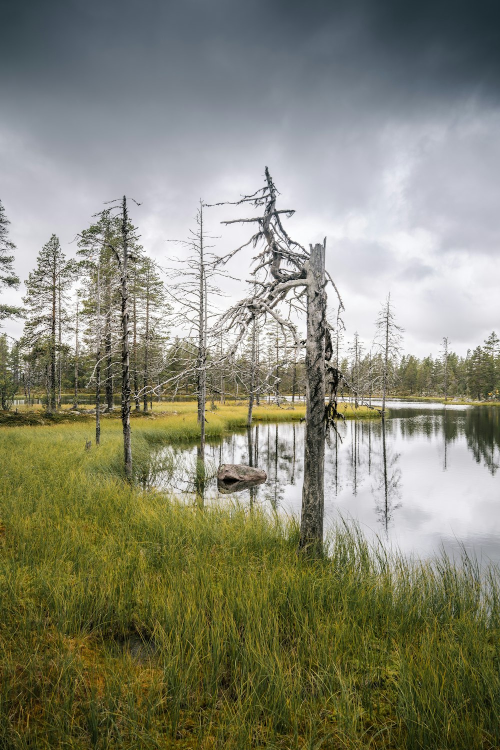 a lake surrounded by tall grass and trees