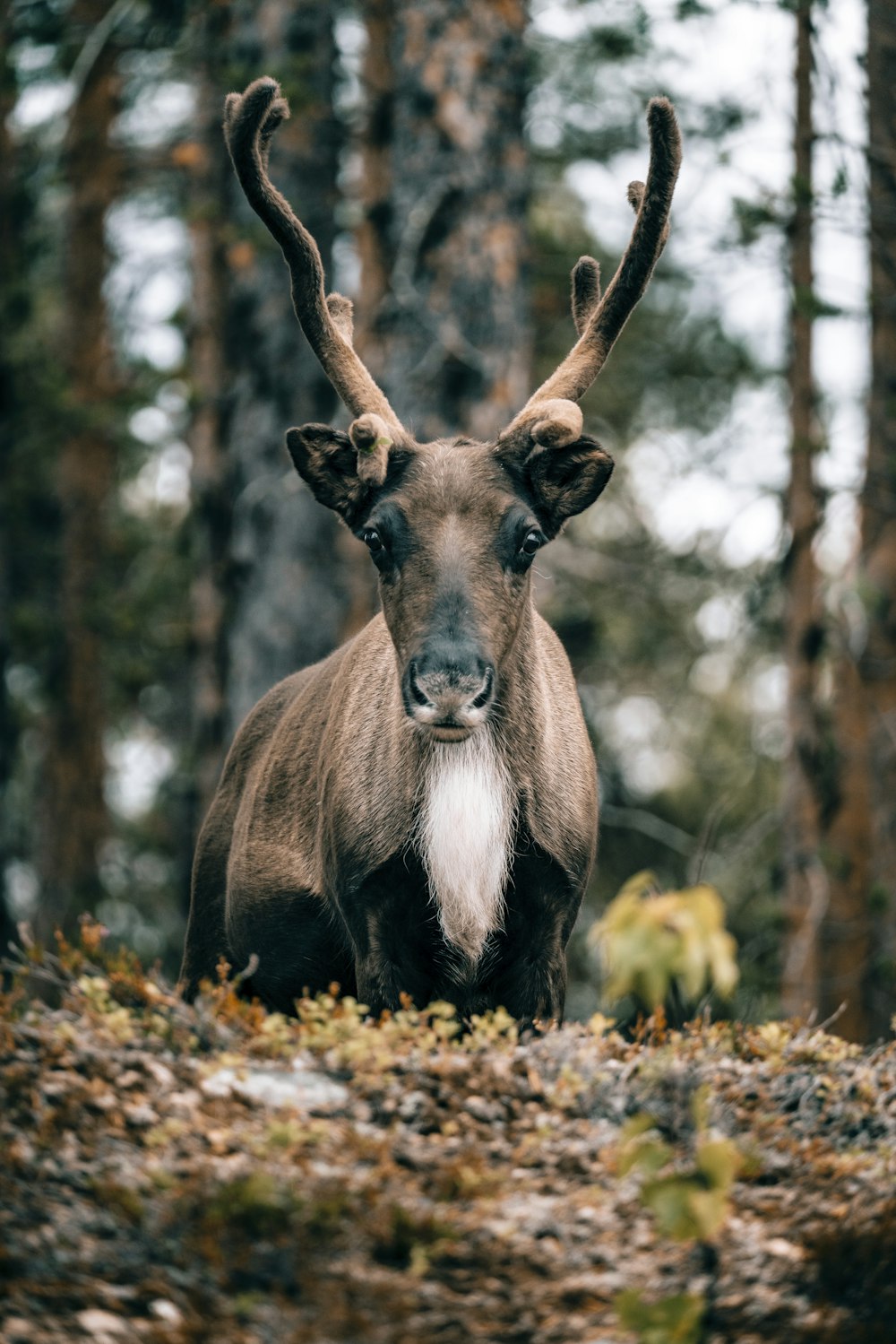 a deer standing in the middle of a forest