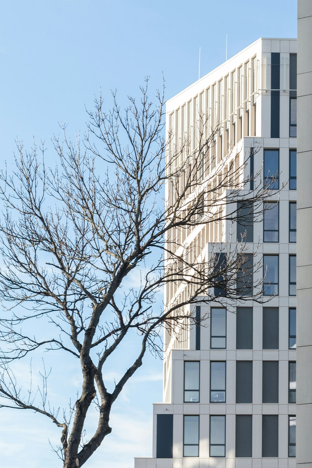 a tree with no leaves in front of a tall building
