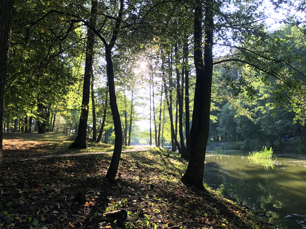 Il sole splende tra gli alberi della foresta