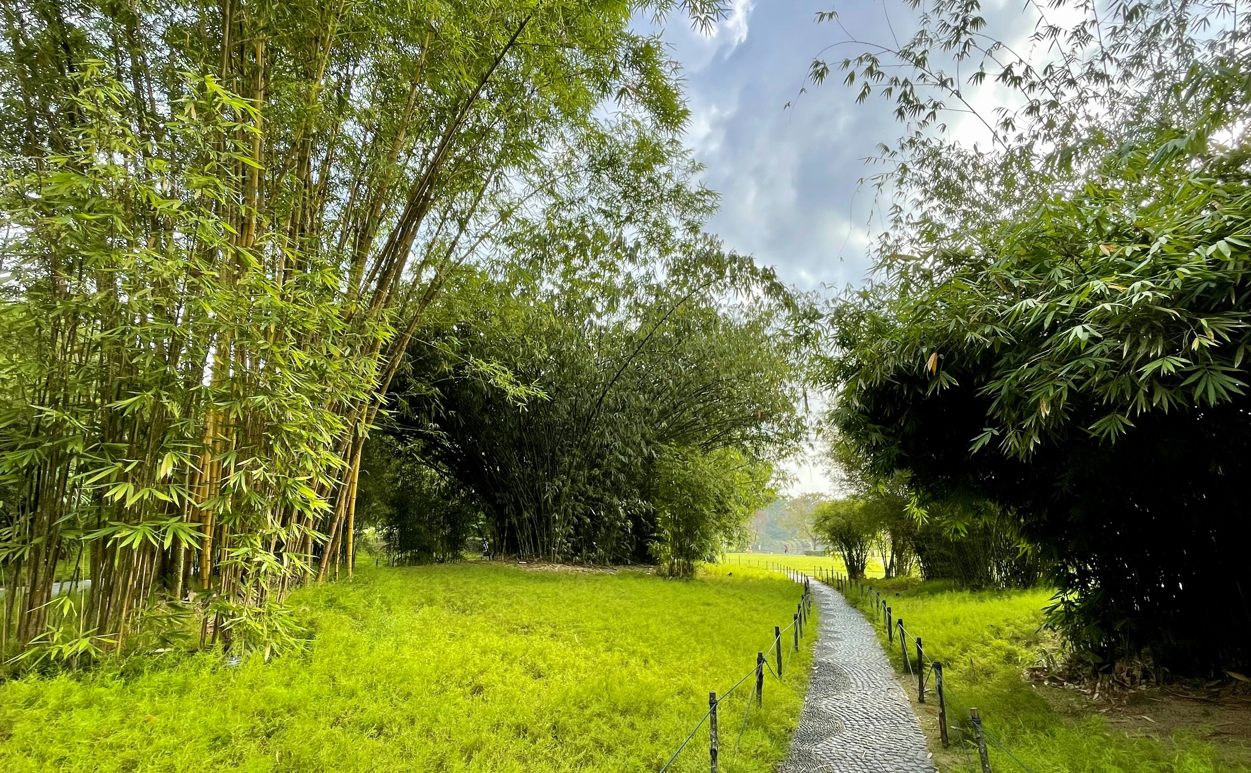 a path in the middle of a lush green field
