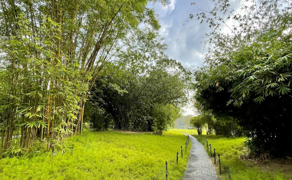 a path in the middle of a lush green field