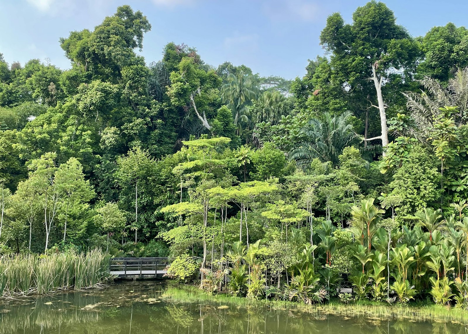 Singapore Botanic Gardens Swan Lake