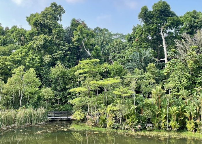 Singapore Botanic Gardens Swan Lake