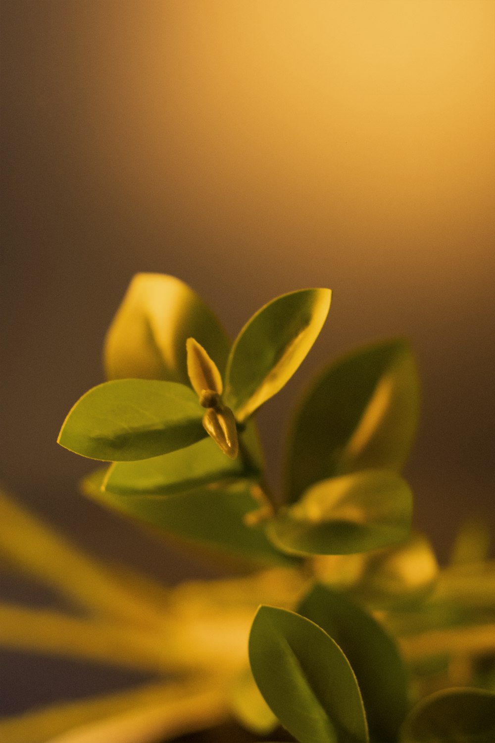 a close up of a plant with green leaves