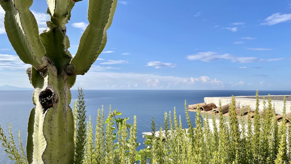 a large cactus next to a body of water