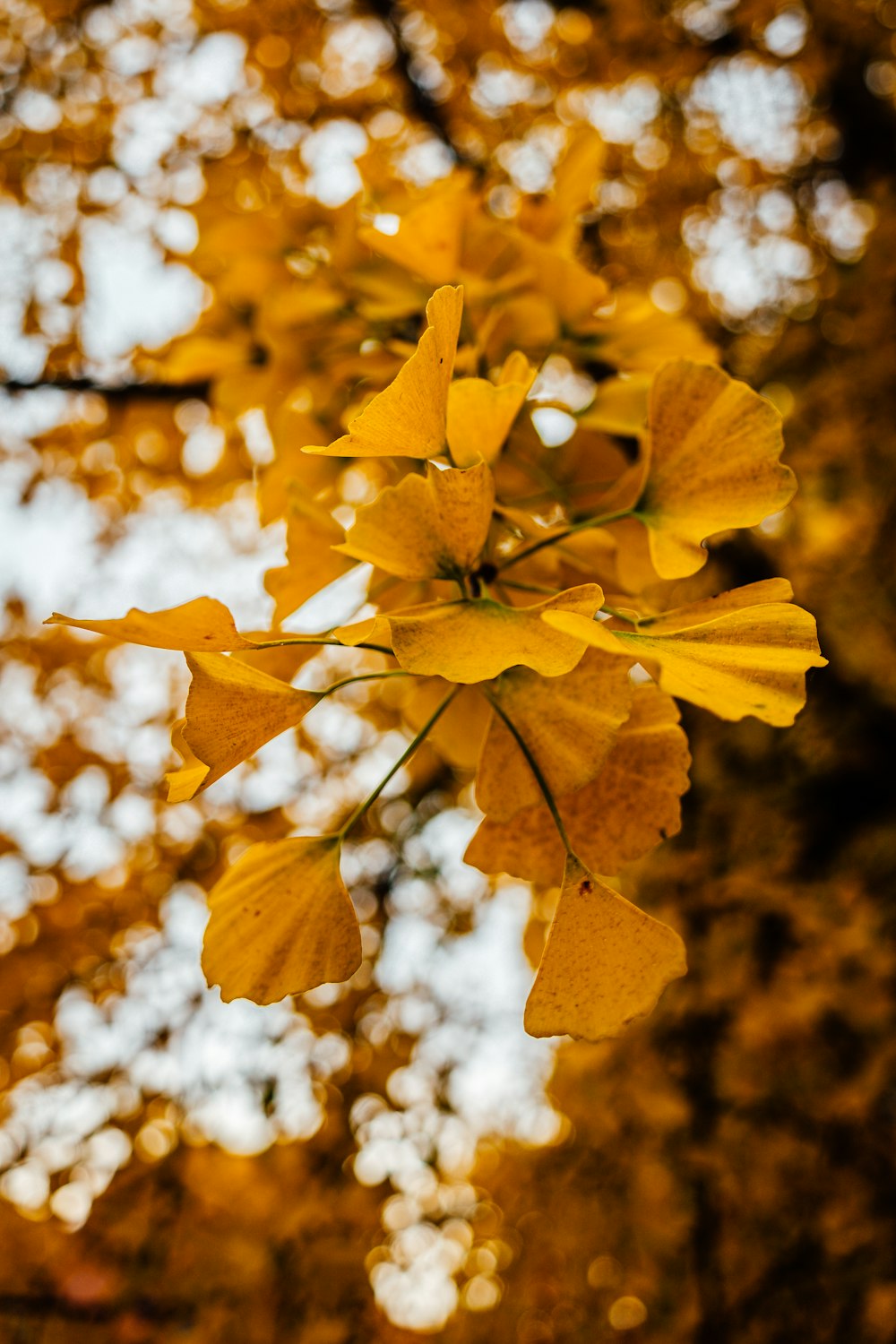 a close up of a tree with yellow leaves