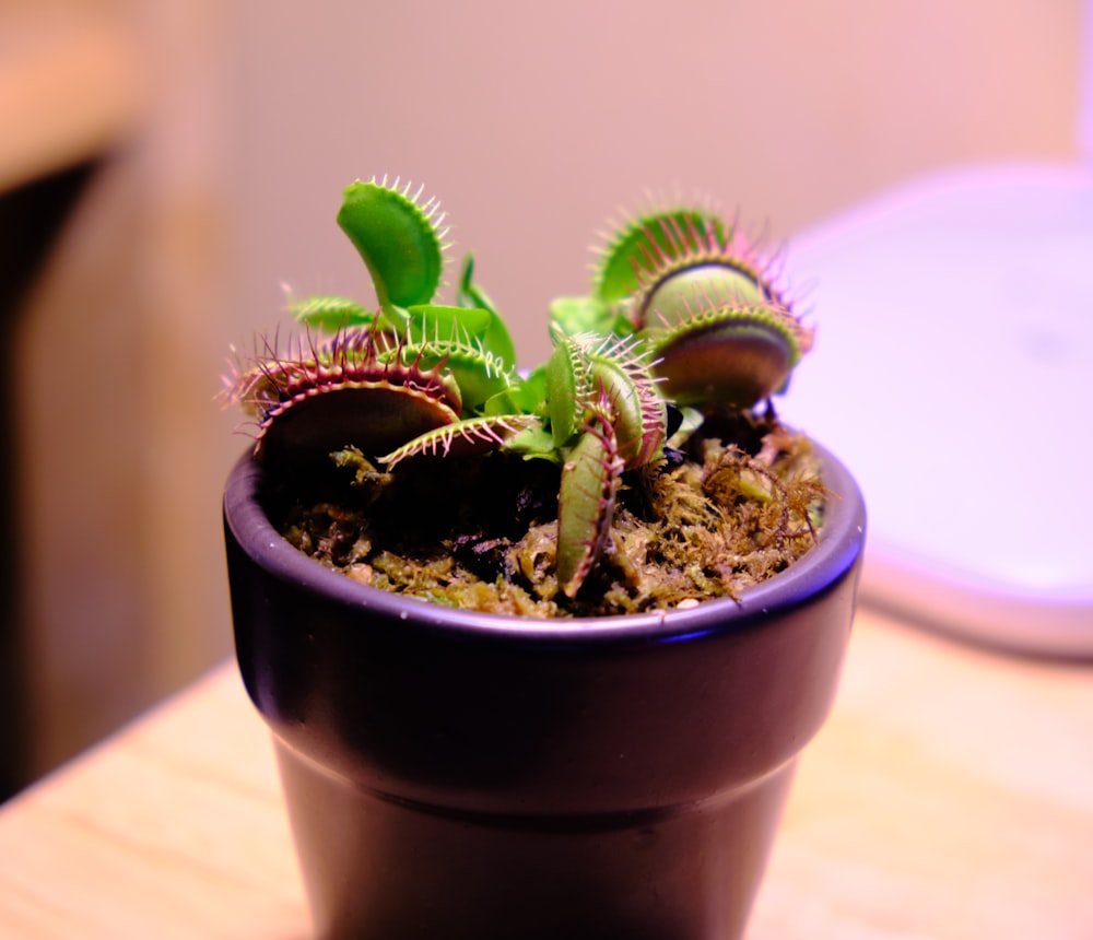 a potted plant sitting on top of a wooden table