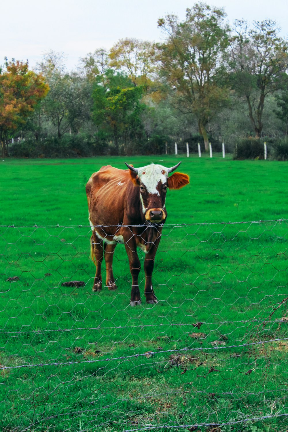 a cow standing in a field behind a fence