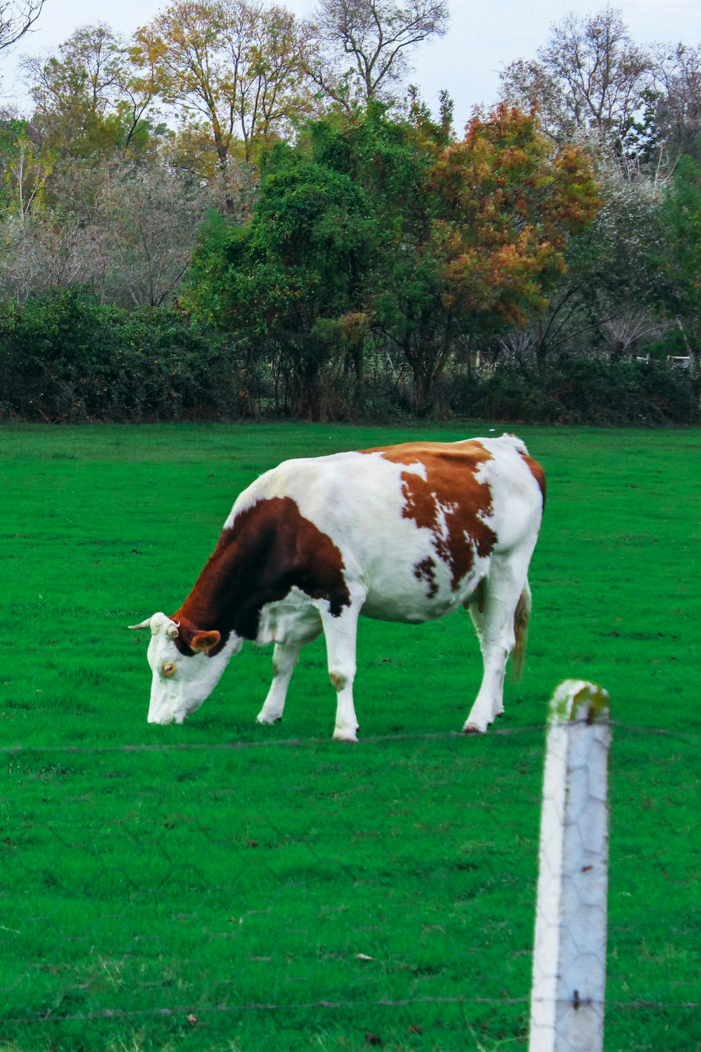 a brown and white cow eating grass in a field