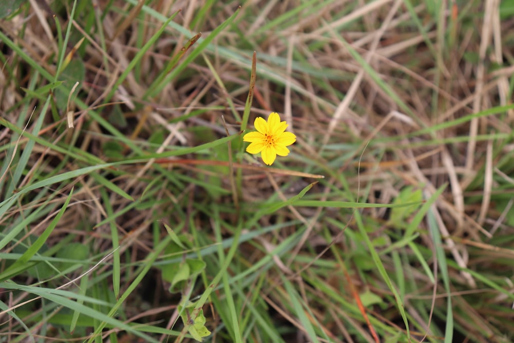 a small yellow flower sitting on top of a lush green field