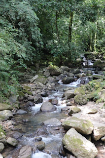 a stream running through a lush green forest
