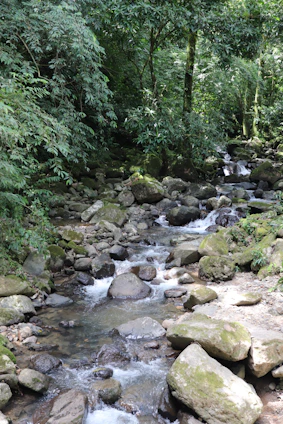 a stream running through a lush green forest
