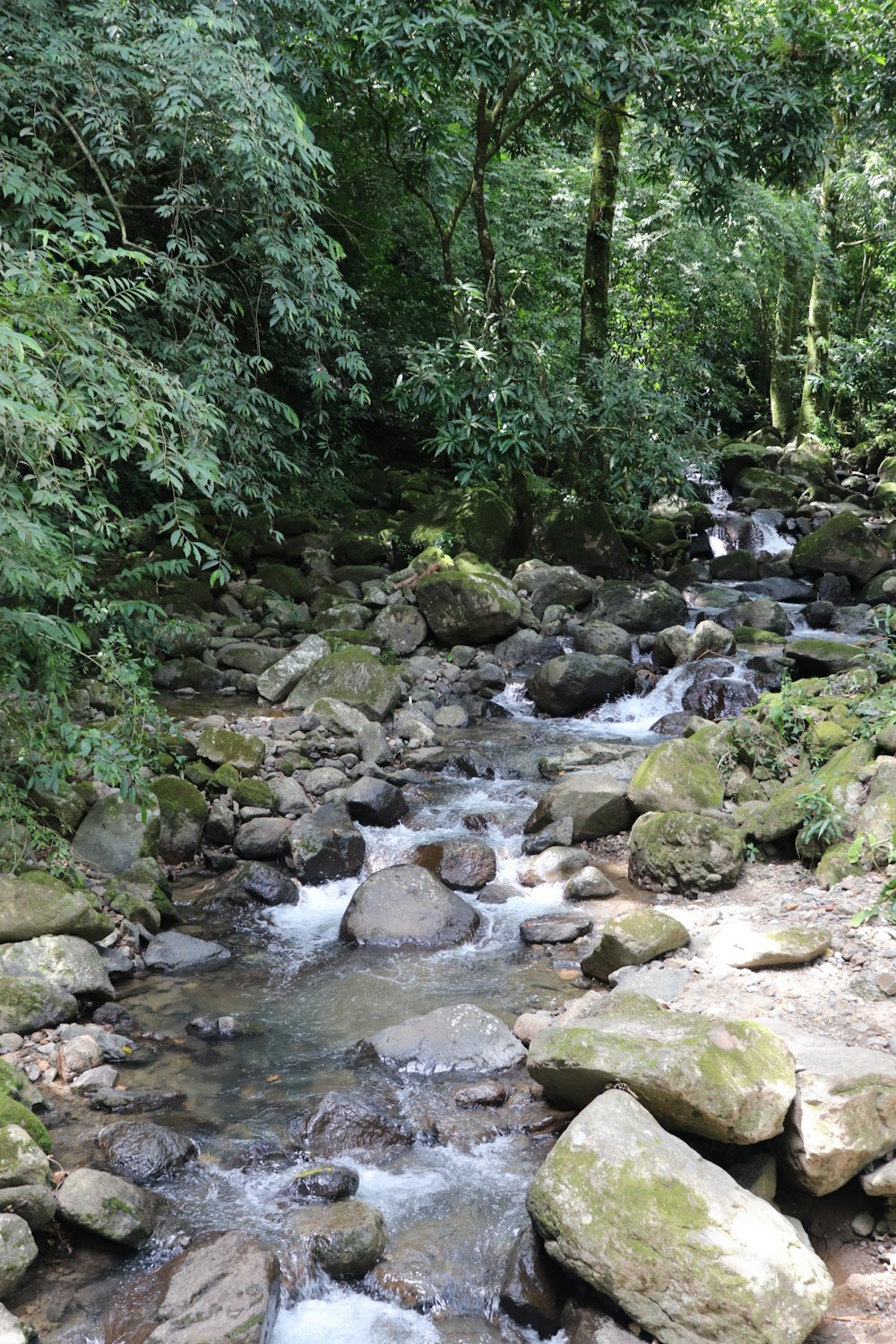 a stream running through a lush green forest