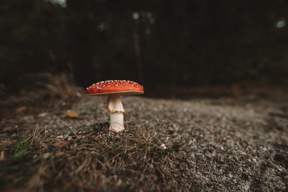 a small red mushroom sitting on the side of a road