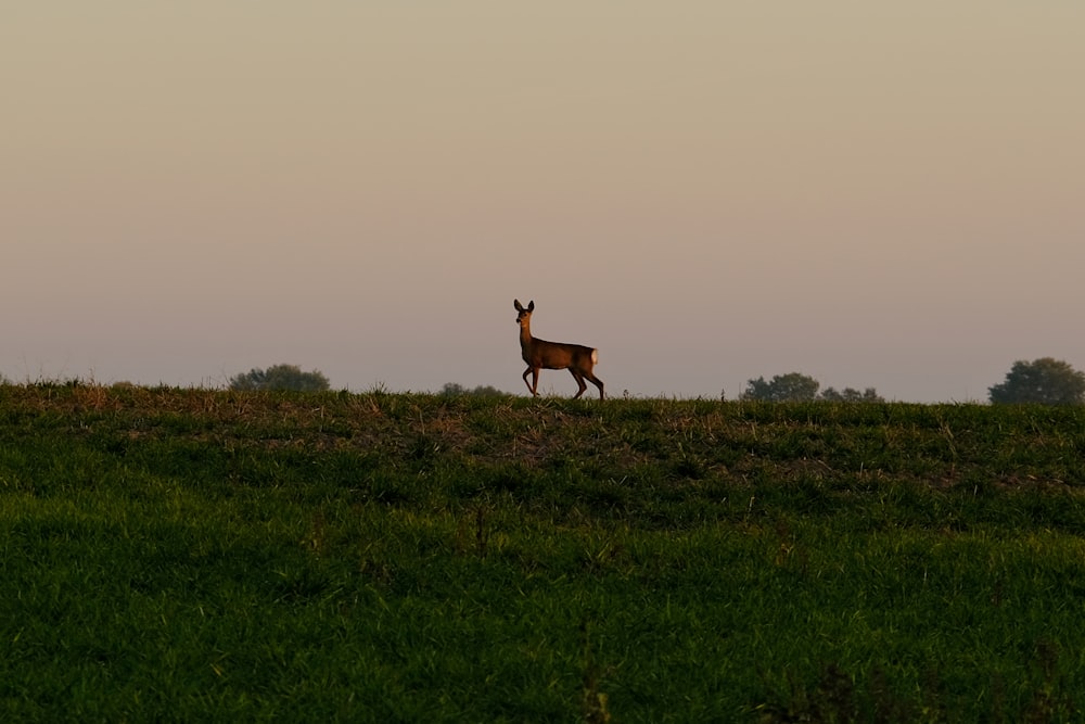 a deer standing on top of a lush green field
