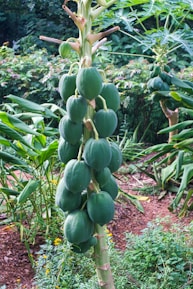 A lush papaya farm with ripe fruits.