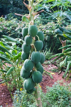 A lush papaya farm with ripe fruits.