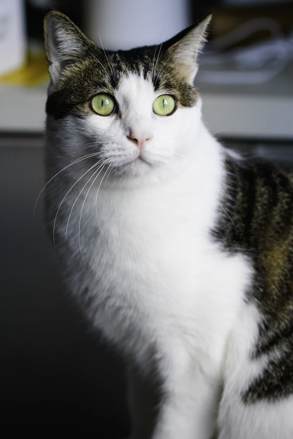 White and brown cat with green eyes sits on gray surface, staring straight ahead