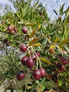 Vibrant olive grove showcasing Arbequina trees with clusters of small olives under a clear sky.