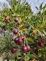 Clusters of ripe, dark purple olives hanging from branches surrounded by lush green leaves. The sunlight highlights the glossy surface of the olives and creates a natural, vibrant setting against a clear sky.
