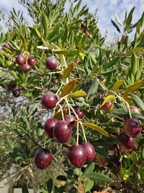 Sunlit Sicilian olive grove with ripe olives on branches