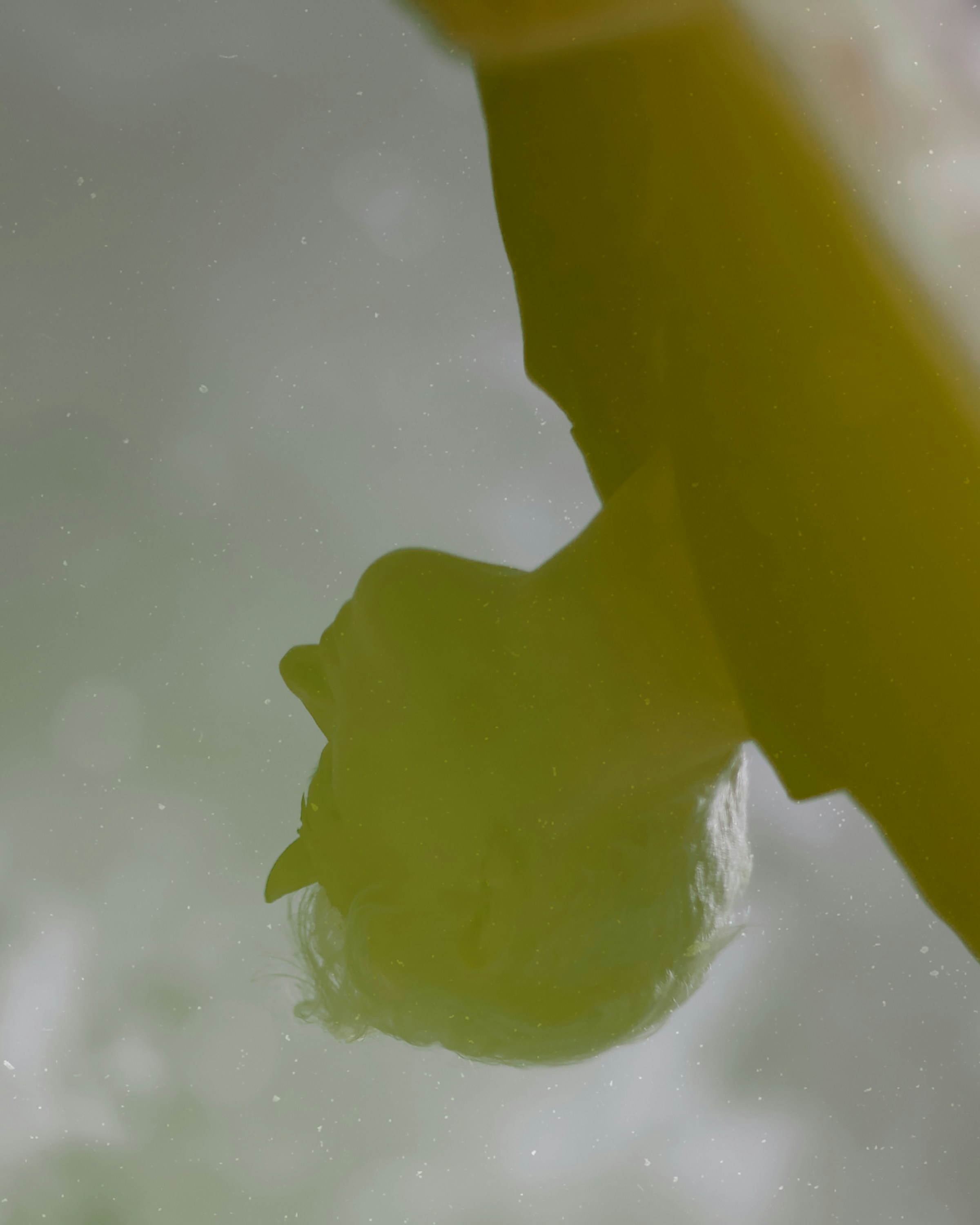 a reflection of a bird in the water