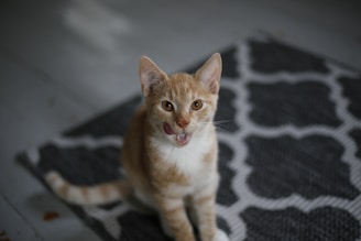 an orange and white cat sitting on top of a rug