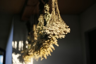 a bunch of dried plants hanging from a ceiling