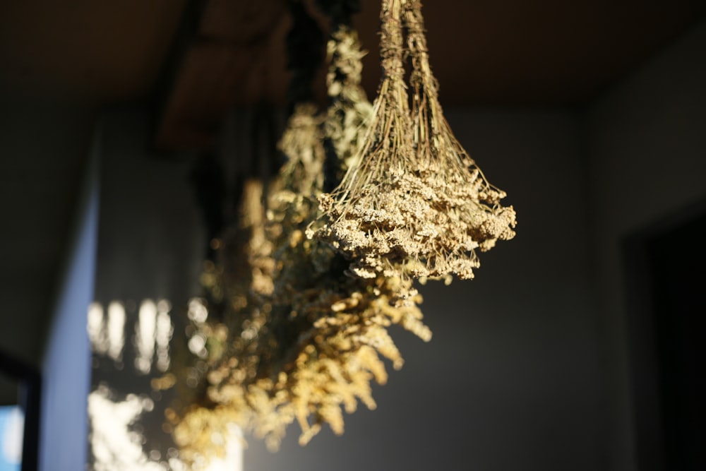 a bunch of dried plants hanging from a ceiling