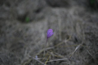 a single purple flower sitting in the middle of a field